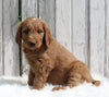 Goldendoodle For Sale Millersburg OH Male-Charlie