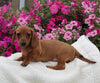 ACA Registered Dachshund For Sale Fredericksburg OH Male-Pepper