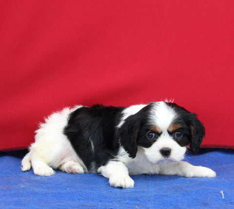 AKC Cavalier KCS For Sale Millersburg OH Female-Fiona