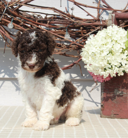 AKC Standard Poodle For Sale Sugarcreek OH Male-Mason