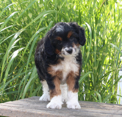Mini Aussiedoodle For Sale Sugarcreek OH Female-Molly