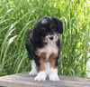 Mini Aussiedoodle For Sale Sugarcreek OH Female-Molly