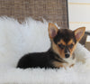 ACA Welsh Corgi For Sale Millersburg OH Female-Coco