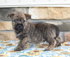 AKC Cairn Terrier For Sale Millersburg OH Male-Asher