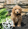 Mini Goldendoodle For Sale Sugarcreek OH Male-Chase