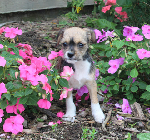 Chihuahua For Sale Mt. Vernon OH Female-Rose