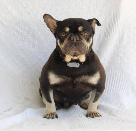 AKC French Bulldog For Sale Millersburg OH Female-Sweetheart