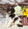 AKC Standard Poodle For Sale Sugarcreek OH Male-Mason