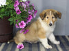 AKC Registered Collie Lassie For Sale Fredericksburg OH Male-Zane
