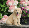 AKC Registered Golden Retriever For Sale Holmesville OH Male-Mason