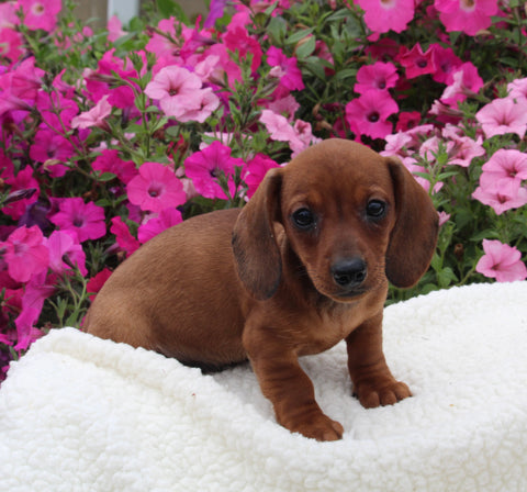 ACA Registered Dachshund For Sale Fredericksburg OH Male-Jessey