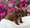 ACA Registered Dachshund For Sale Fredericksburg OH Male-Jessey