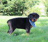 AKC Registered Rottweiler For Sale Sugarcreek OH Male-Diamond