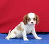 AKC Cavalier KCS For Sale Millersburg OH Female-Coco