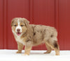 Australian Shepherd For Sale Holmesville OH Male-Alex
