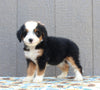 Mini Bernedoodle for Sale Millersburg OH Female-Carey