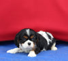 AKC Cavalier KCS For Sale Millersburg OH Male-Frankie