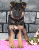 AKC Registered German Shepherd For Sale Millersburg OH Female-Nellie