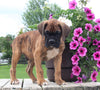 Boxer For Sale Fredericksburg OH Male-Roger