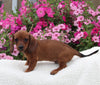 ACA Registered Dachshund For Sale Fredericksburg OH Male-Jessey