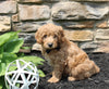 Mini Goldendoodle For Sale Sugarcreek OH Male-Chase