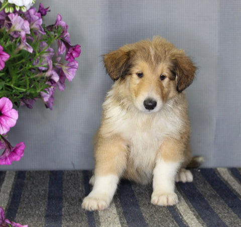 AKC Registered Collie Lassie For Sale Fredericksburg OH Male-Zeke