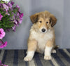 AKC Registered Collie Lassie For Sale Fredericksburg OH Male-Zeke
