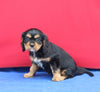 AKC Cavalier KCS For Sale Millersburg OH Male-Mason