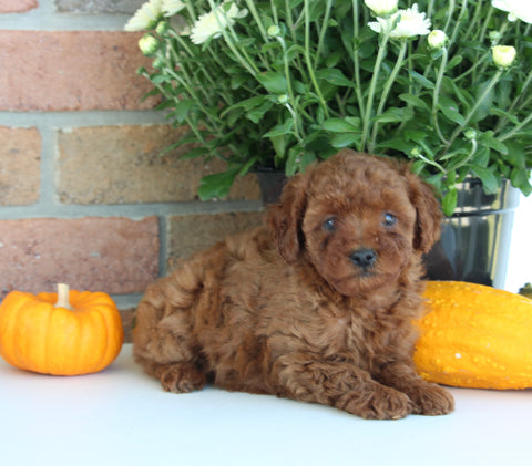AKC Registered Mini Poodle For Sale Millersburg OH Female-Mia