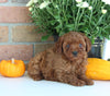AKC Registered Mini Poodle For Sale Millersburg OH Female-Mia