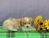 Cavapoo For Sale Sugarcreek OH Female-Tara
