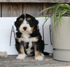 Mini Bernedoodle For Sale Millersburg OH Male-Paxton