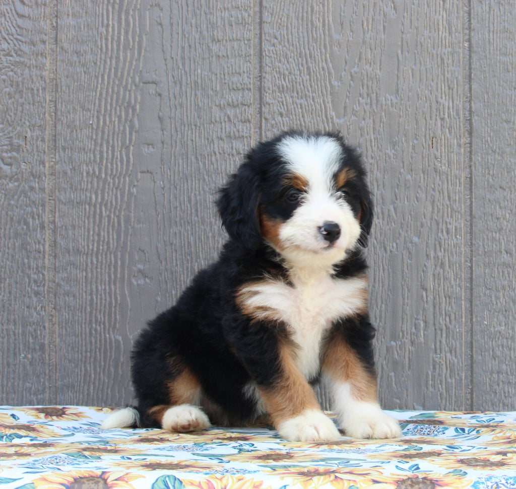 Mini Bernedoodle For Sale Millersburg Oh Female Carey Ac Puppies Llc 6991