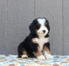 Mini Bernedoodle for Sale Millersburg OH Female-Carey