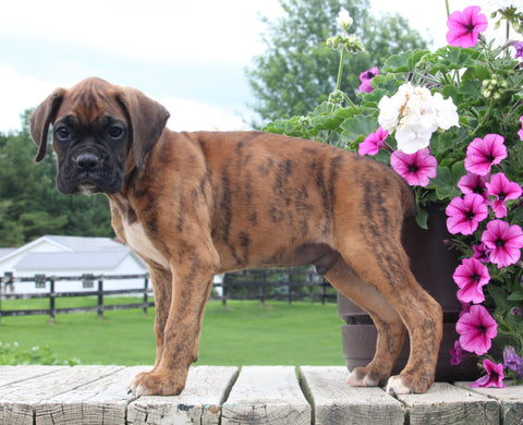 Boxer For Sale Fredericksburg OH Male-Roger