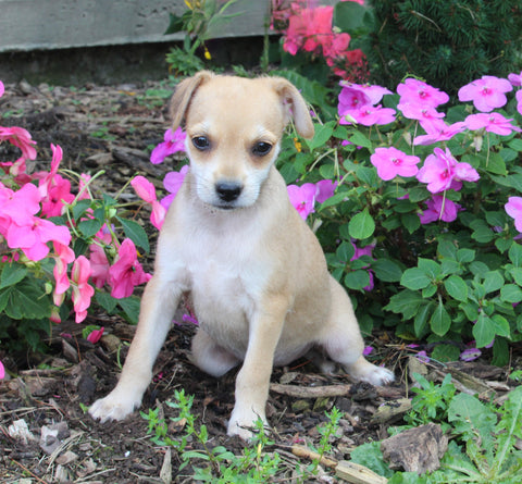 Chihuahua For Sale Mt. Vernon OH Female-Sasha