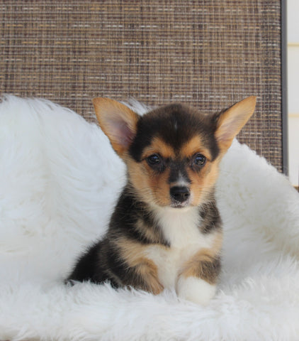 ACA Welsh Corgi For Sale Millersburg OH Female-Coco