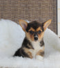 ACA Welsh Corgi For Sale Millersburg OH Female-Coco