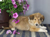 AKC Registered Collie Lassie For Sale Fredericksburg OH Male-Zeke