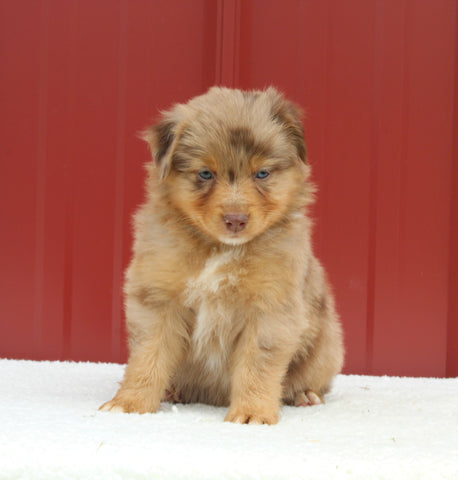 Australian Shepherd For Sale Holmesville Oh Female-Angel