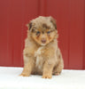 Australian Shepherd For Sale Holmesville Oh Female-Angel
