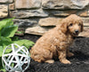 Mini Goldendoodle For Sale Sugarcreek OH Male-Chase