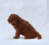 F1B Mini Goldendoodle For Sale Sugarcreek OH Female-Tulip