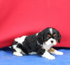 AKC Cavalier KCS For Sale Millersburg OH Male-Frankie