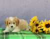 Cavapoo For Sale Sugarcreek OH Female-Tara