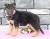 AKC Registered German Shepherd For Sale Millersburg OH Female-Nellie