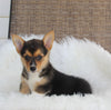 ACA Welsh Corgi For Sale Millersburg OH Female-Coco