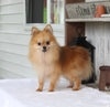 ACA Registered Pomeranian For Sale Millersburg OH Male-Winston