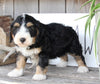 Mini Bernedoodle For Sale Millersburg OH Male-Paxton