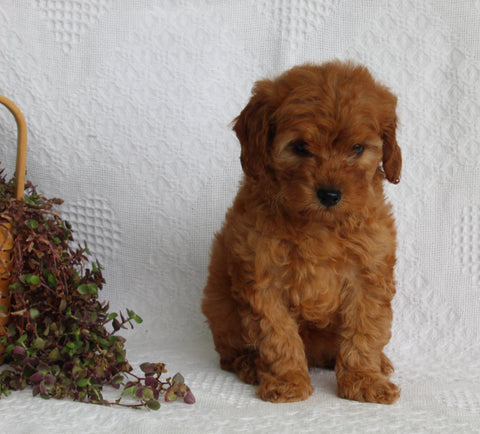 AKC Registered Mini Poodle For Sale Millersburg OH Female-Roxie